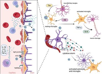 Acute and long-term SARS-CoV-2 infection and neurodegeneration processes—circulus vitiosus